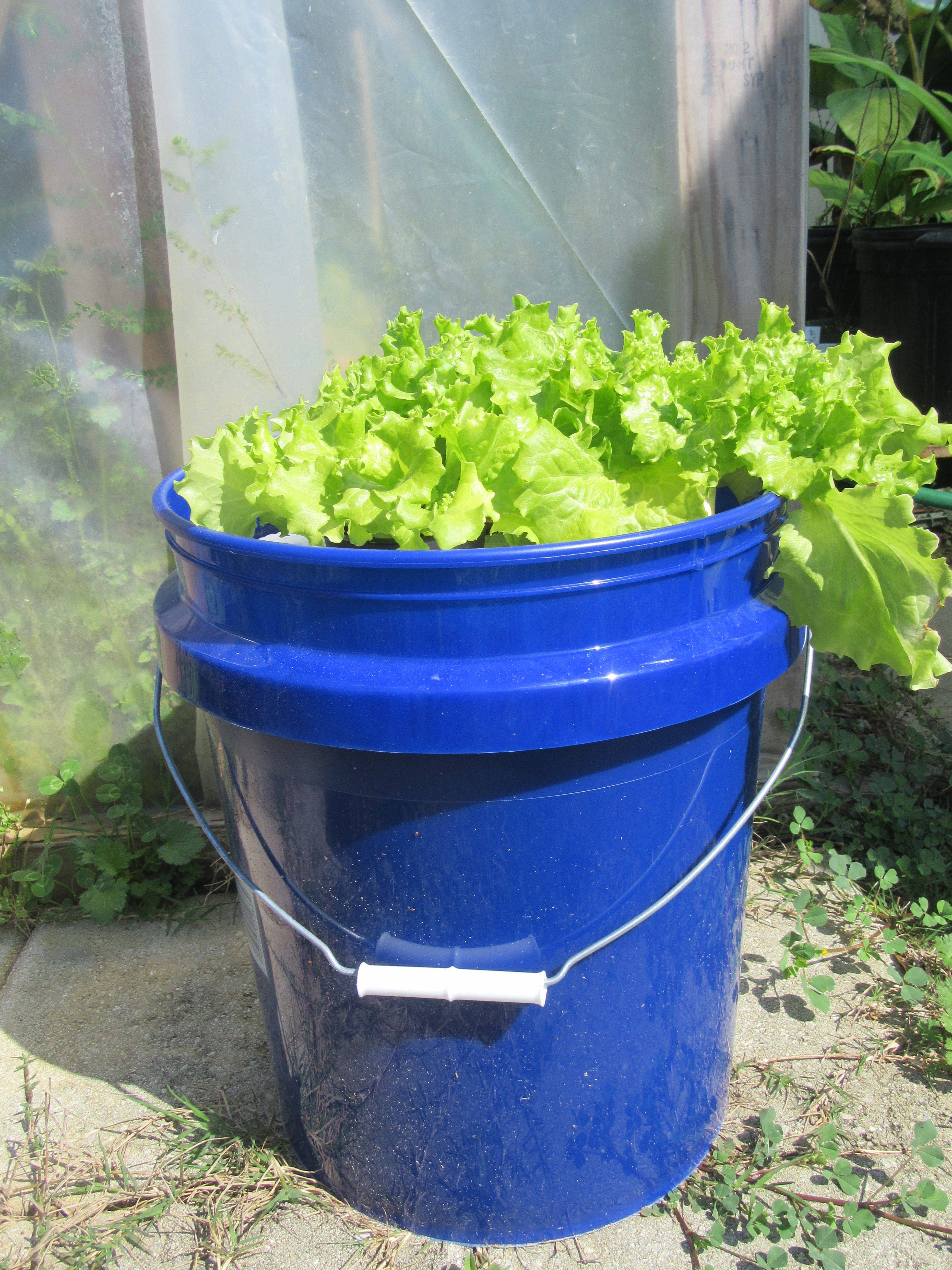 Gallon Selfwatering Tomato Container