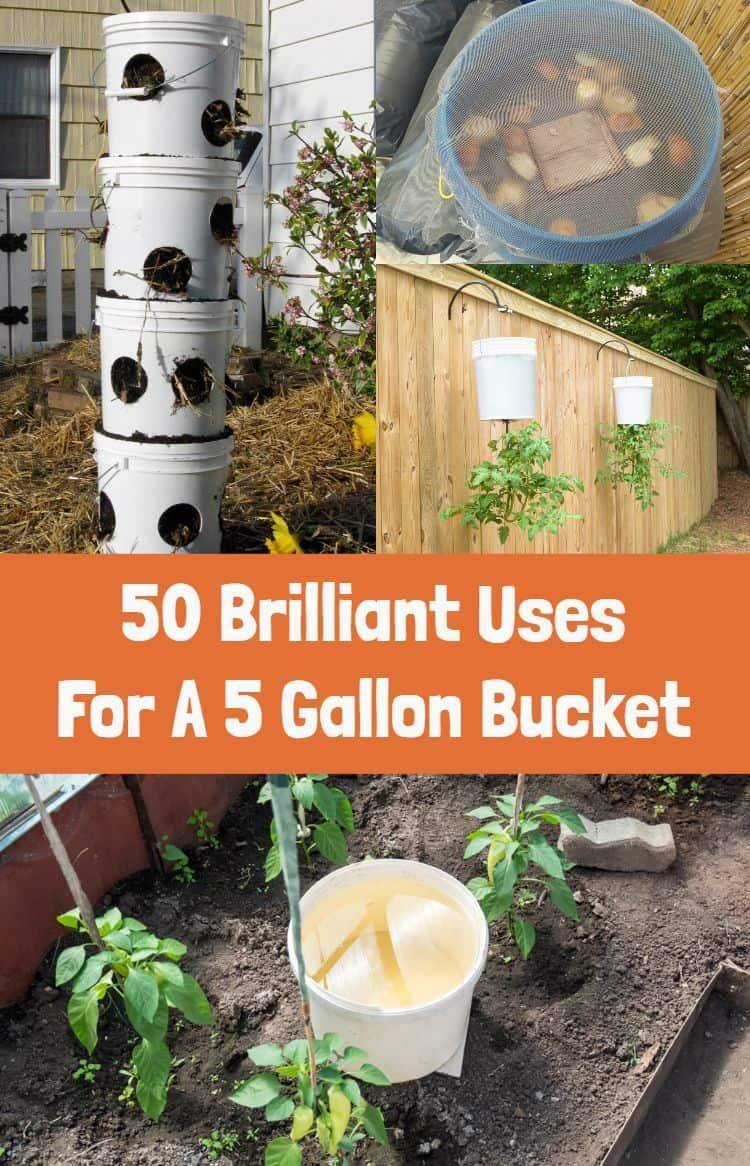 Gallon Selfwatering Tomato Container
