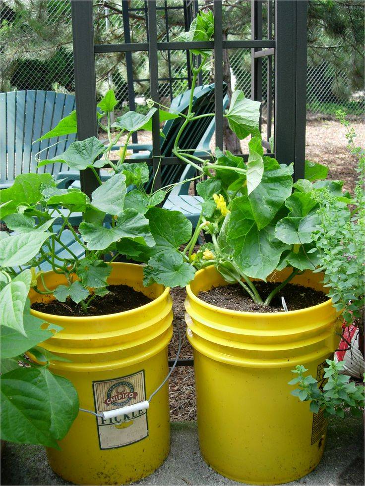 Bucket Gardening