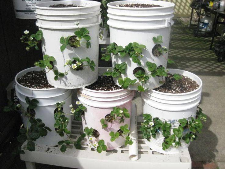 Americana Gallon Bucket Planters