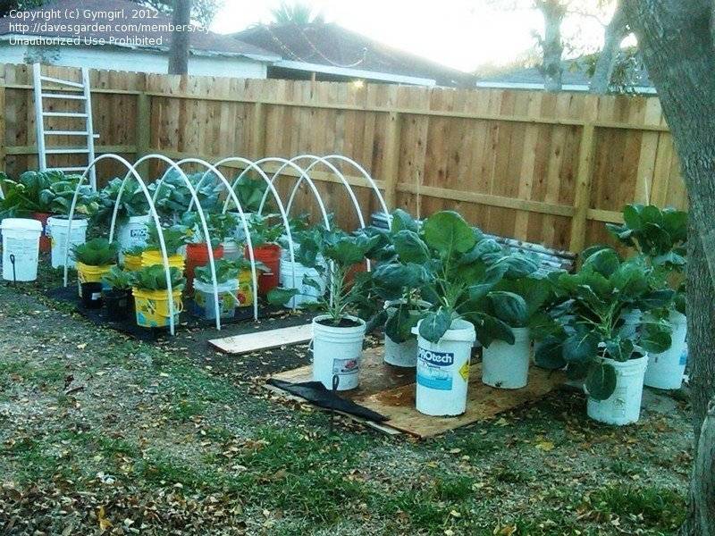 Practical Gallon Bucket Garden