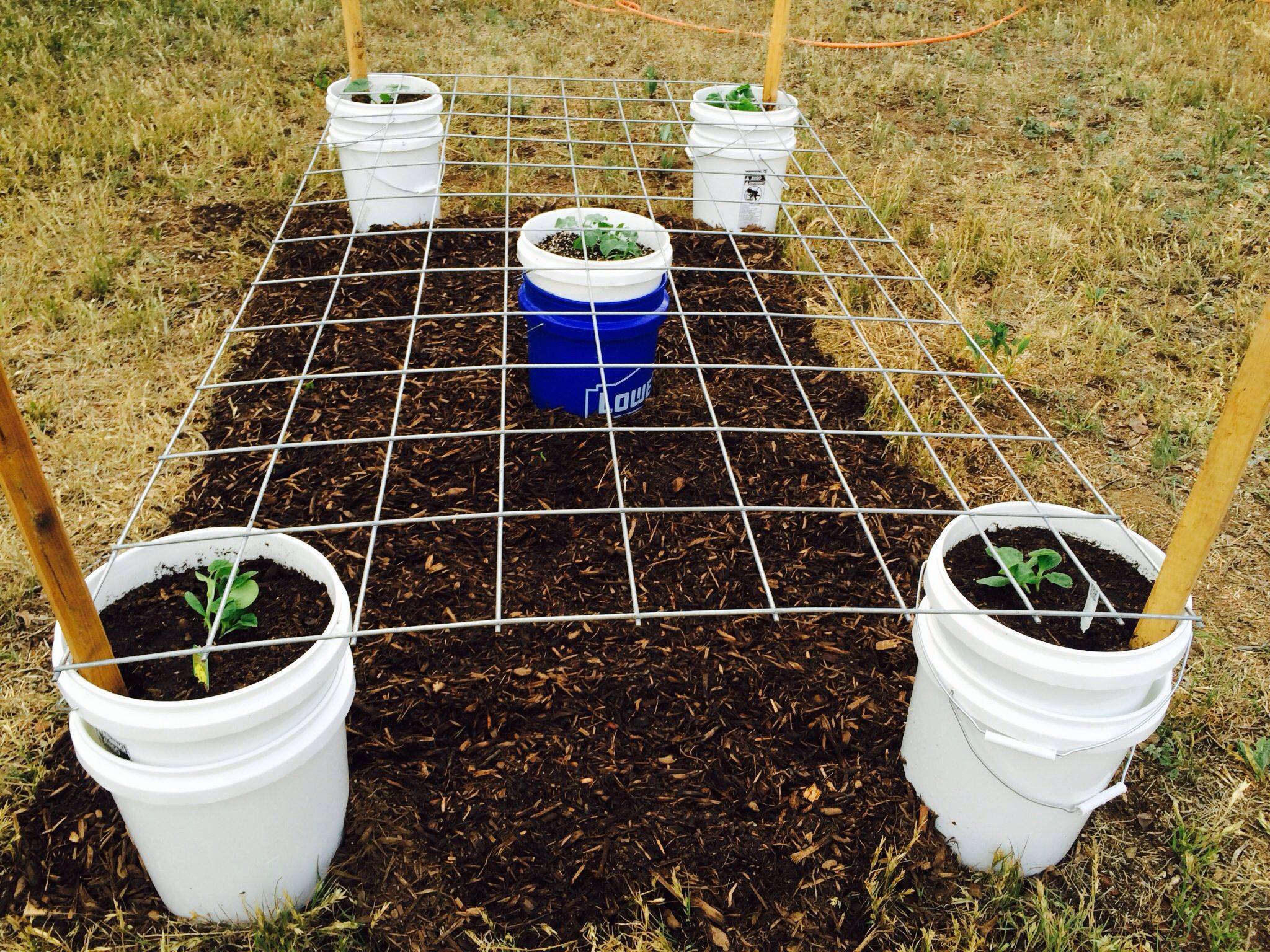 Container Gardening