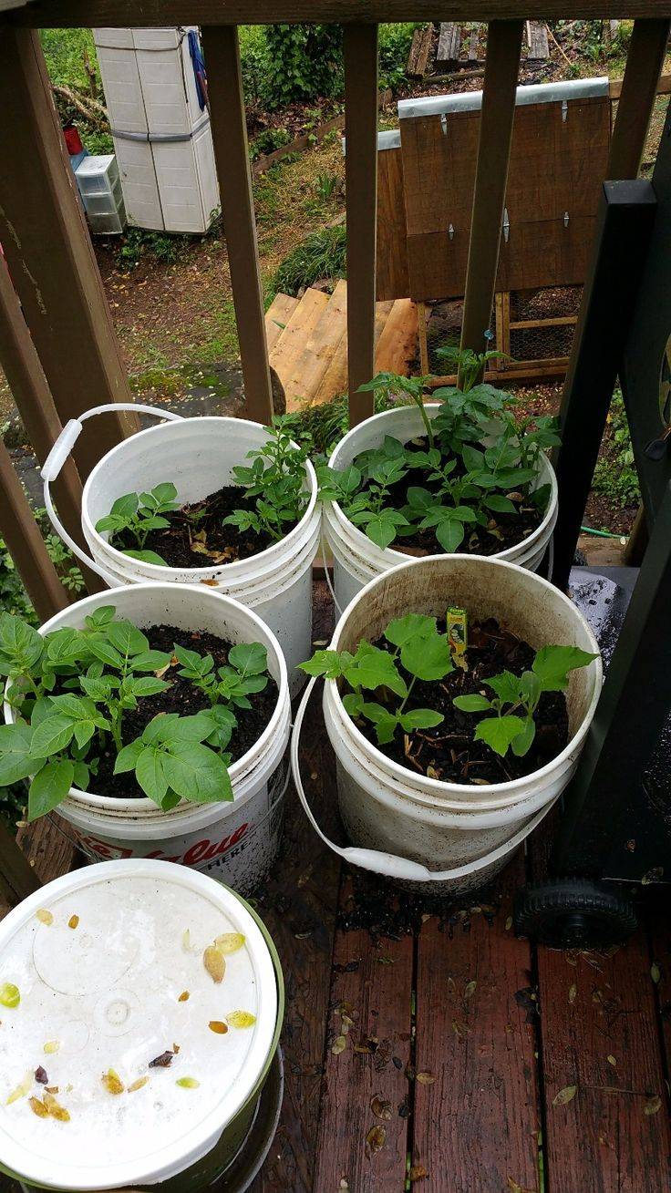 Gallon Bucket Gardensplanters