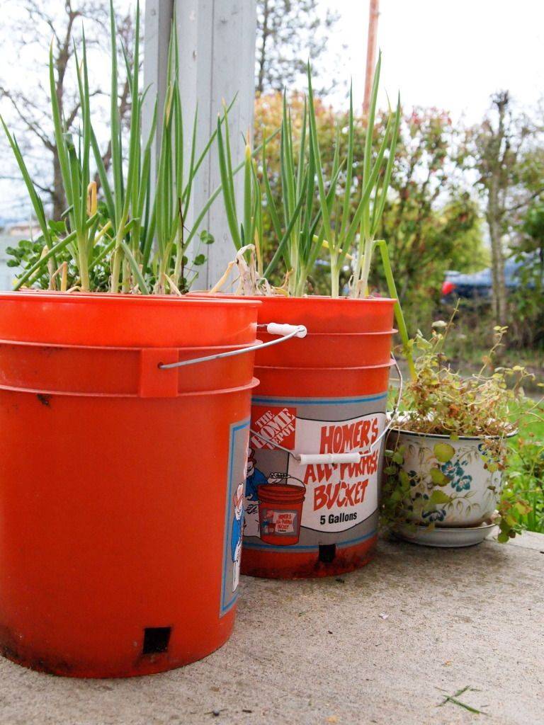 Gallon Buckets Container Gardening Growing