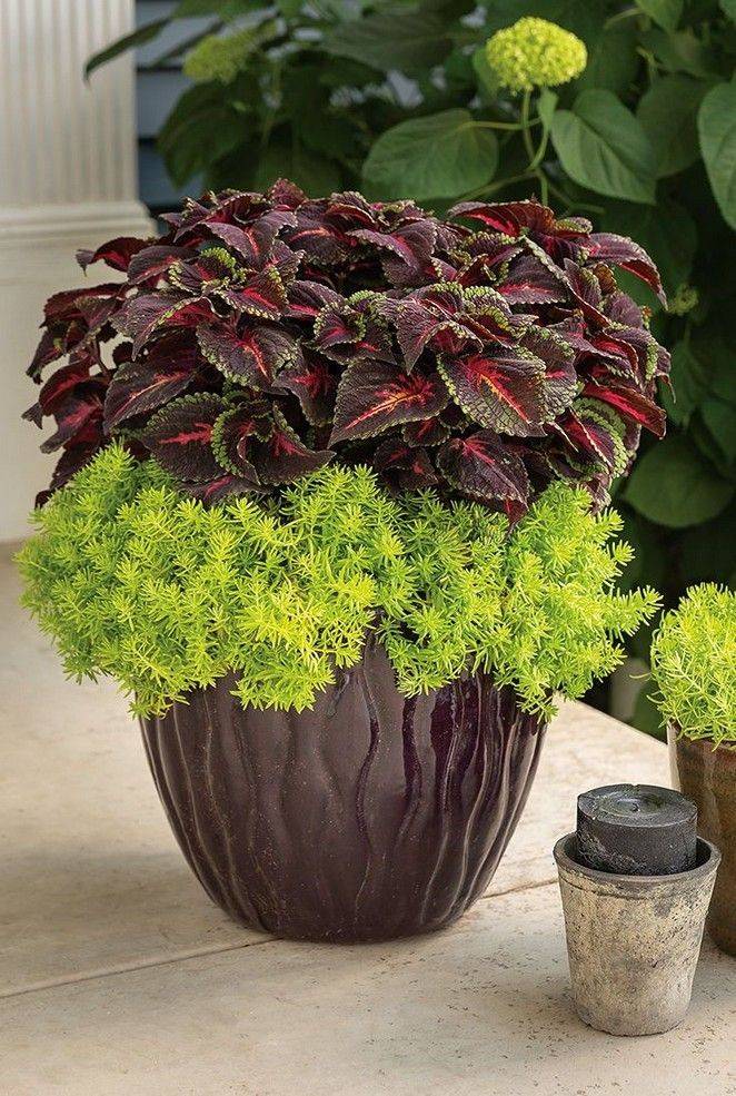 Container Gardening Ideas Quiet Corner