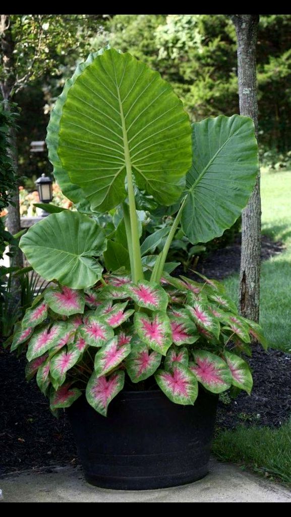 Shade Gardens Ideas Shade Garden Shade Garden Plan
