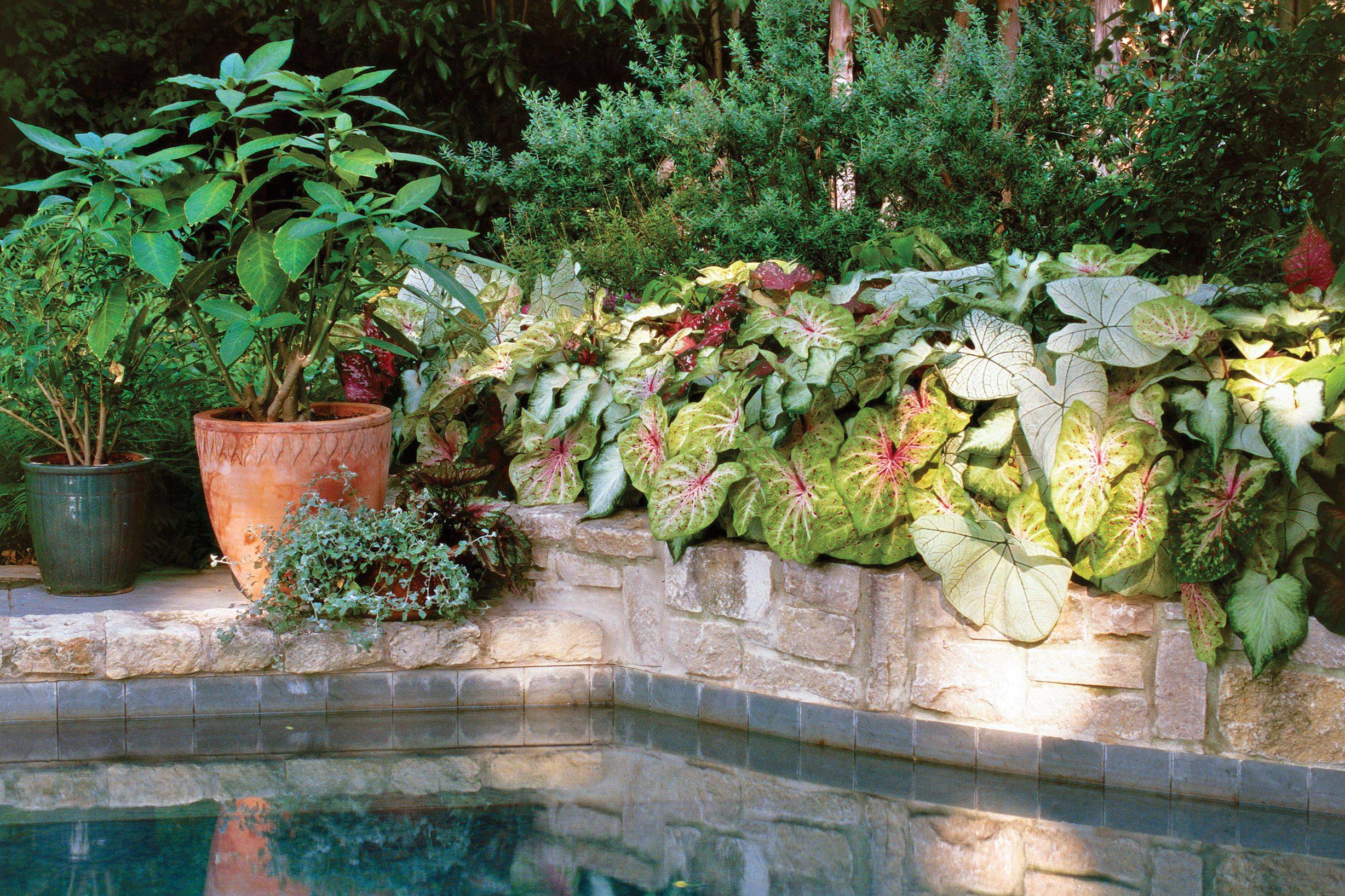 Container Herb Garden