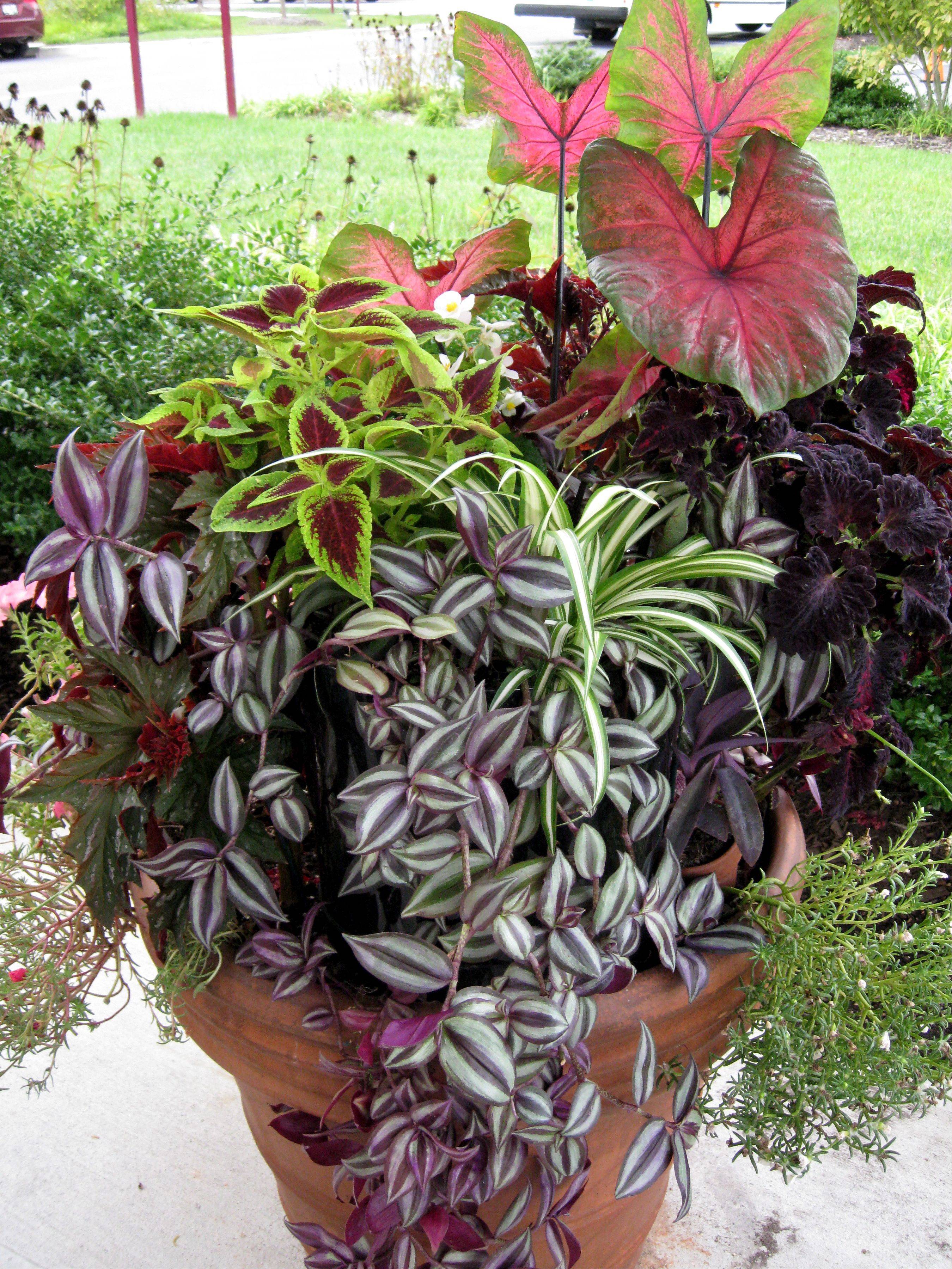 Love Container Gardening