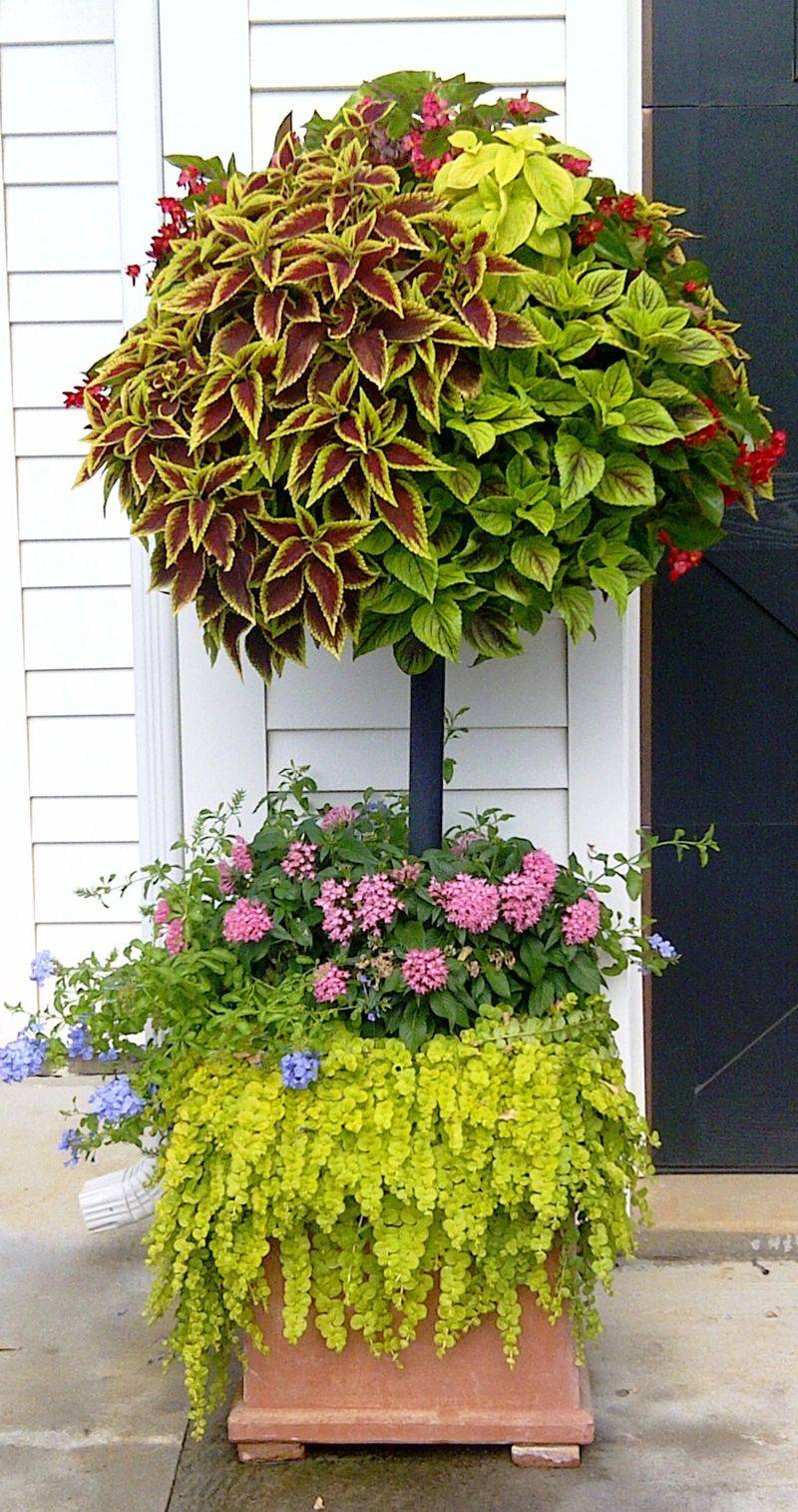 A Shade Loving Container Garden