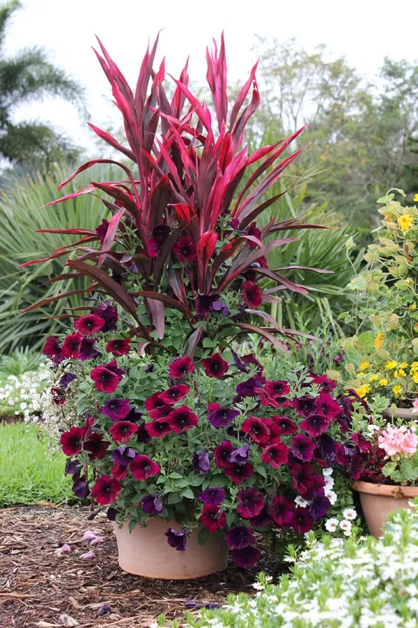 Most Beautiful Container Garden Combination Ideas Youll Love