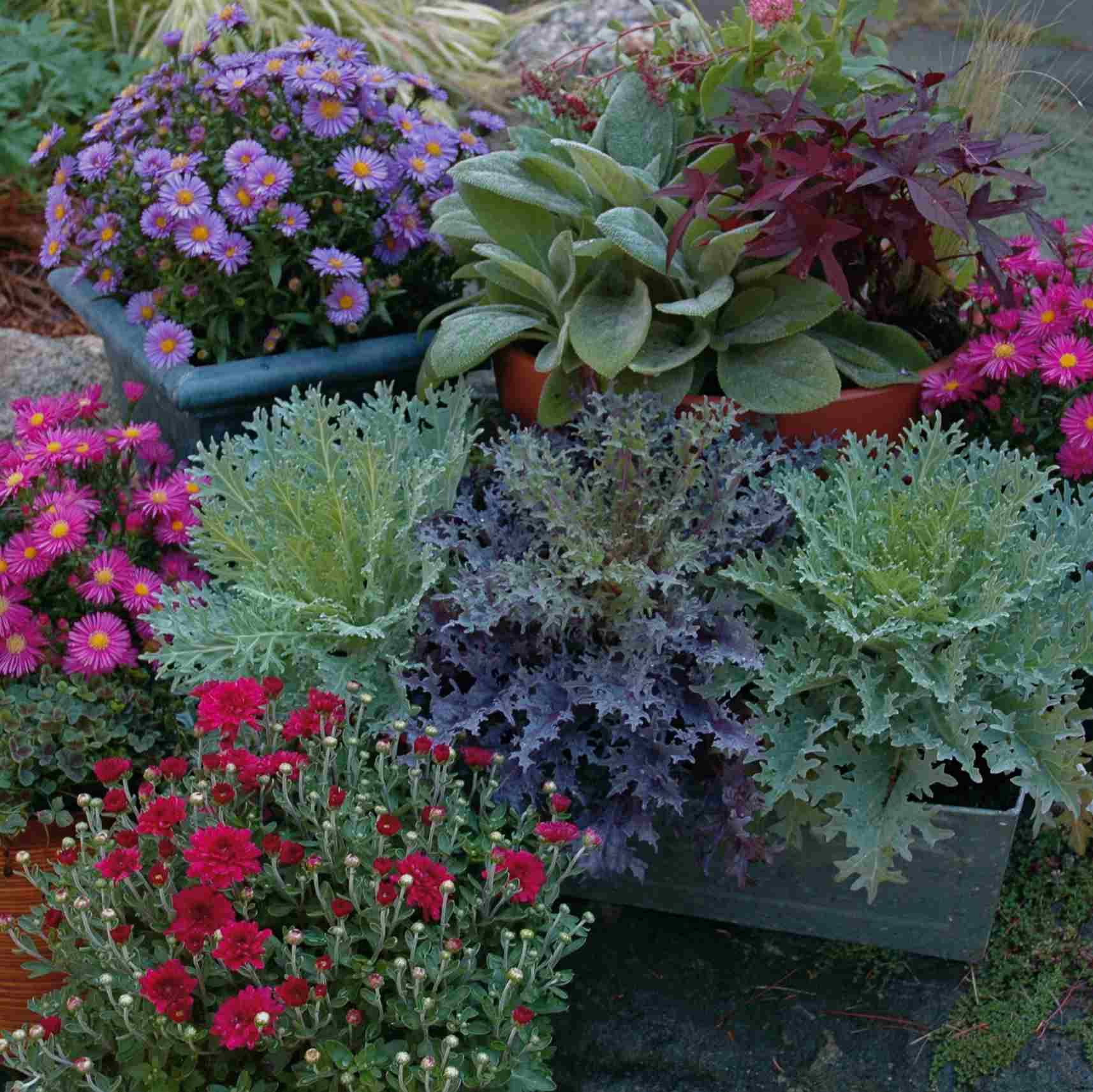 Beautiful Summer Container Garden Flowers Ideas Homekover