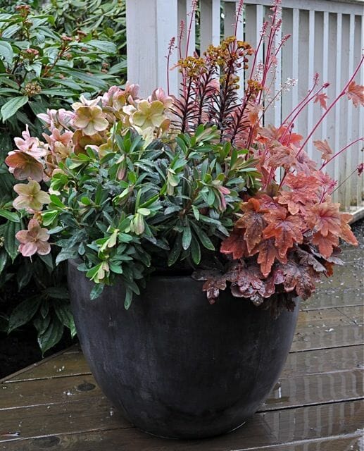 Potted Container Gardening
