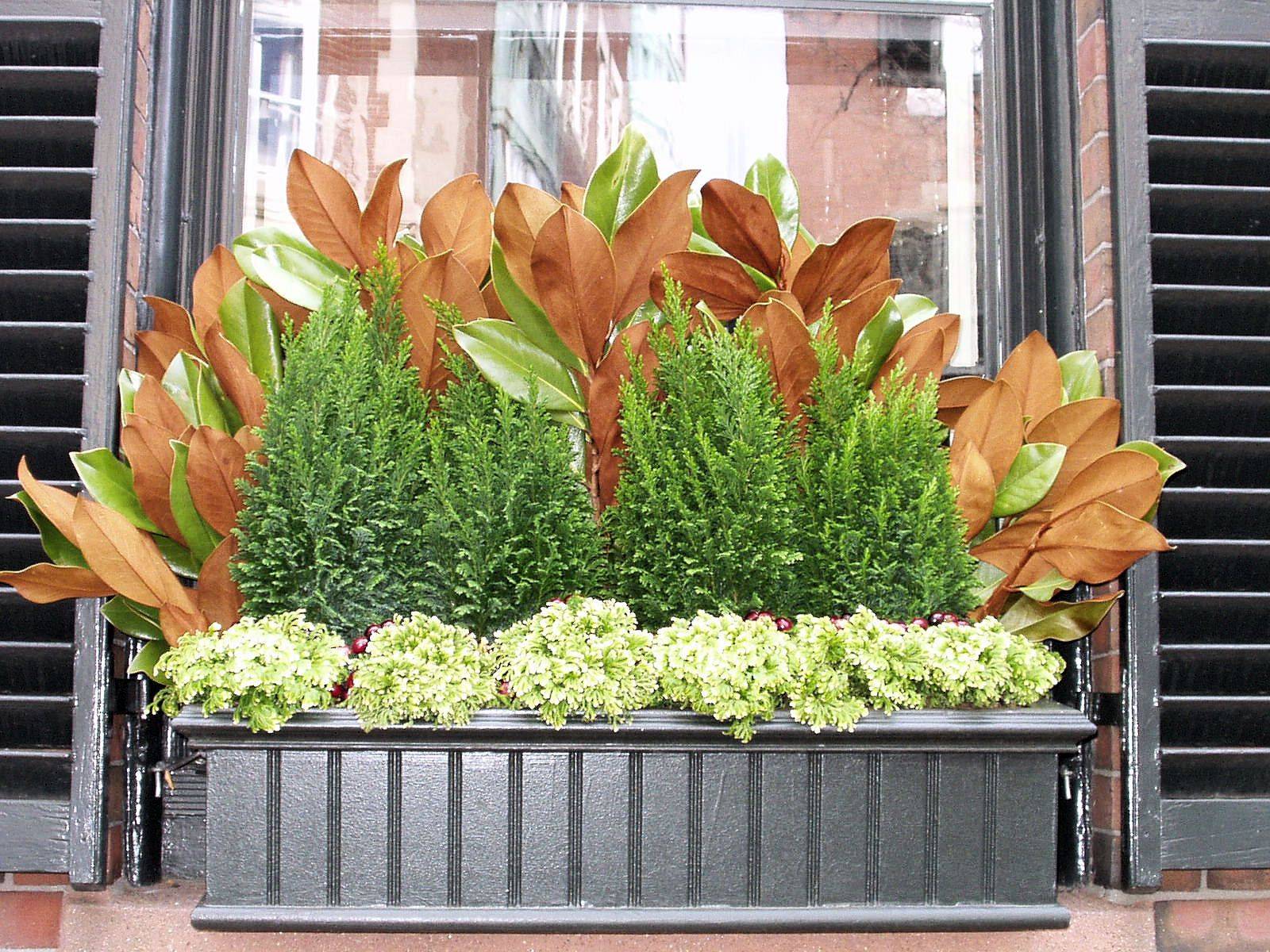 Window Box Plants