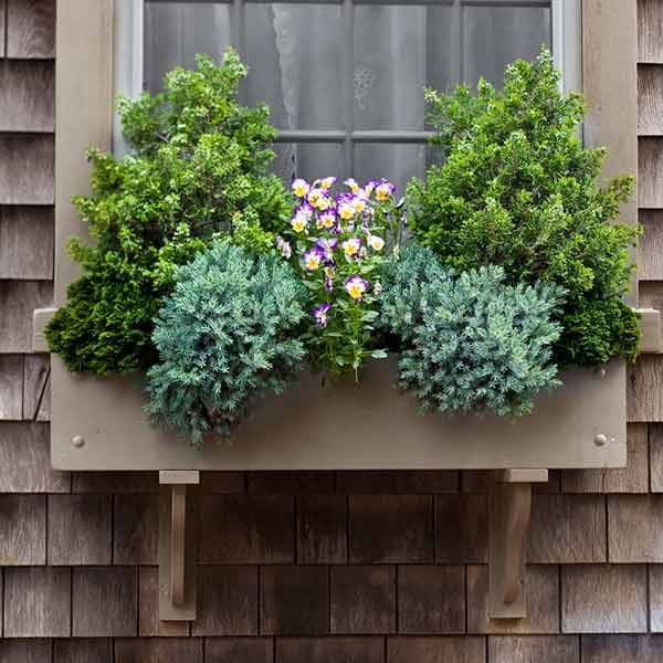 A Showstopping Window Box