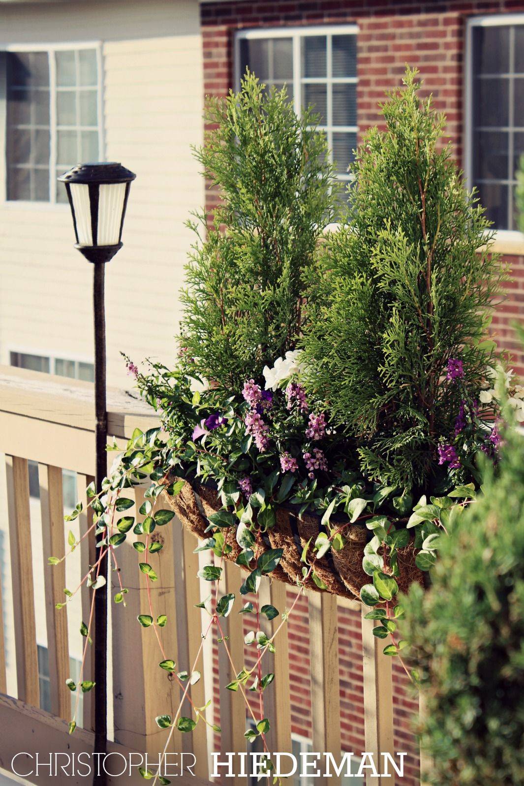 Winter Window Box Plants A Winter Planting