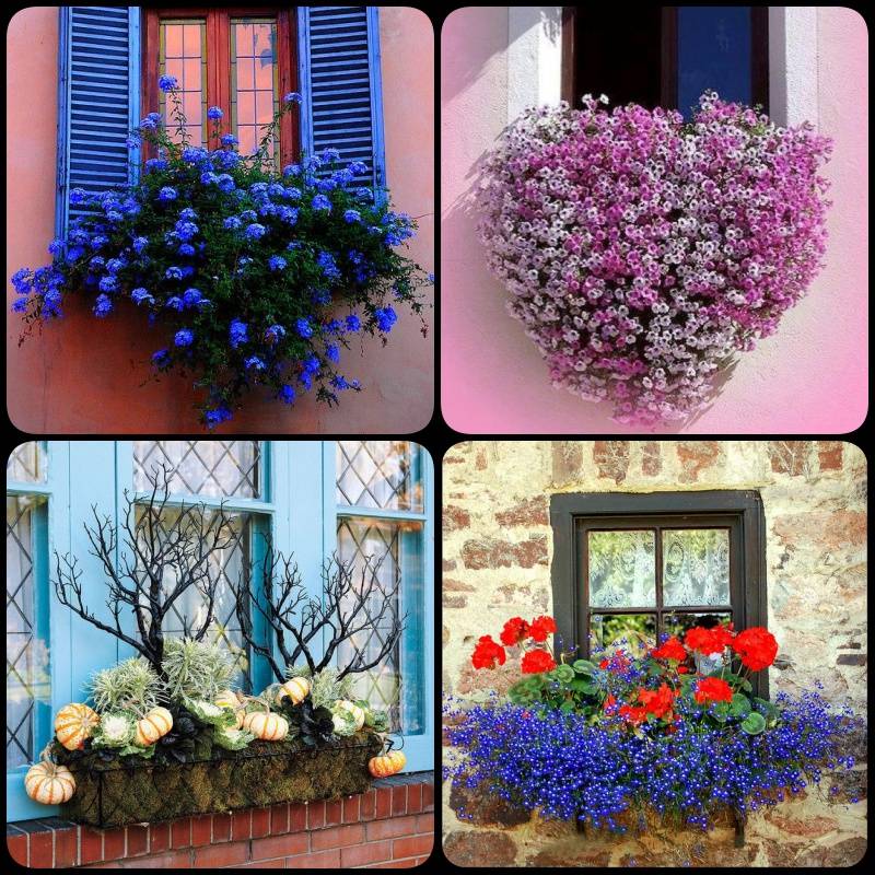Summer Windowboxes