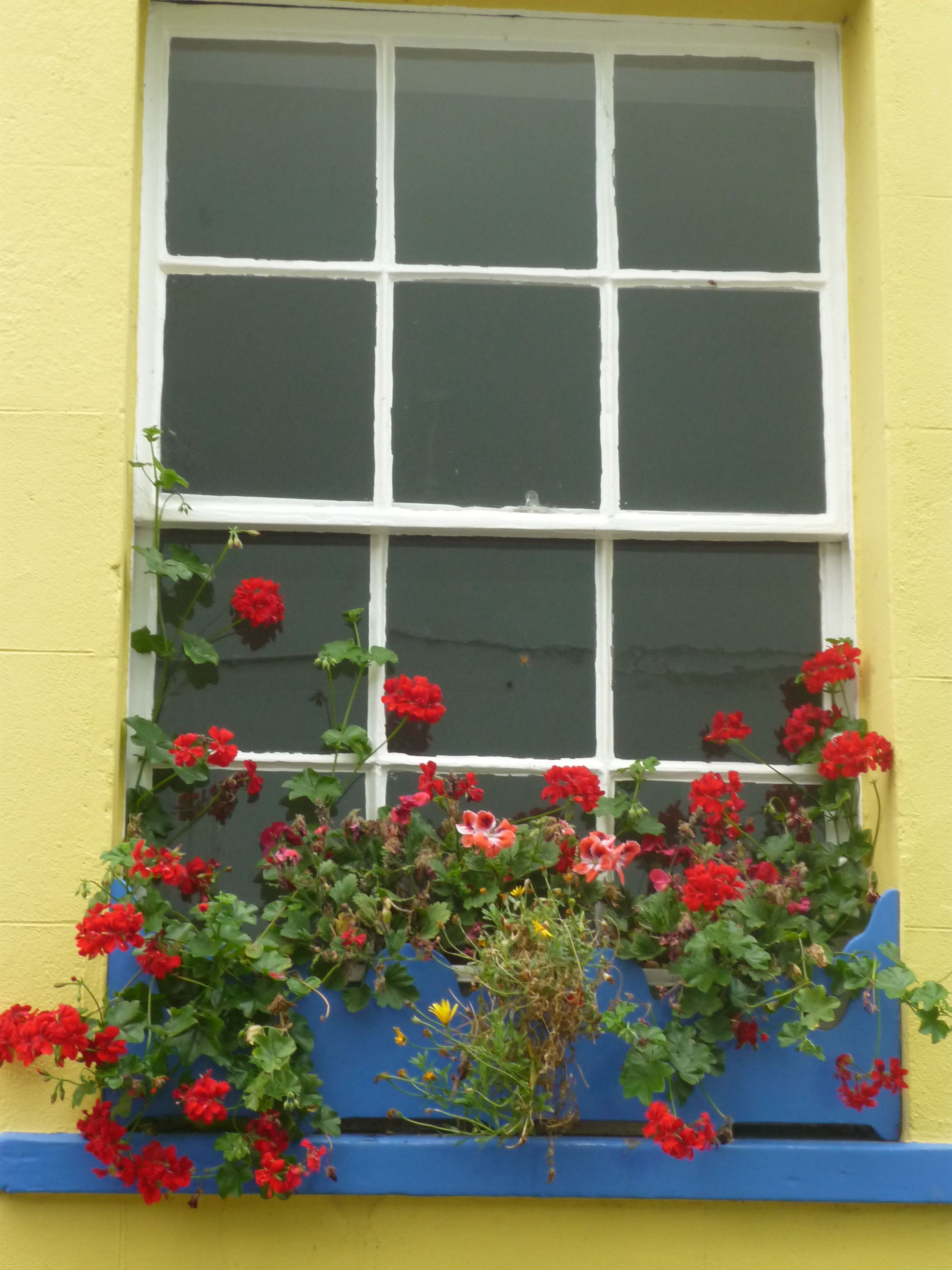 Your Window Boxes Window Box Flowers