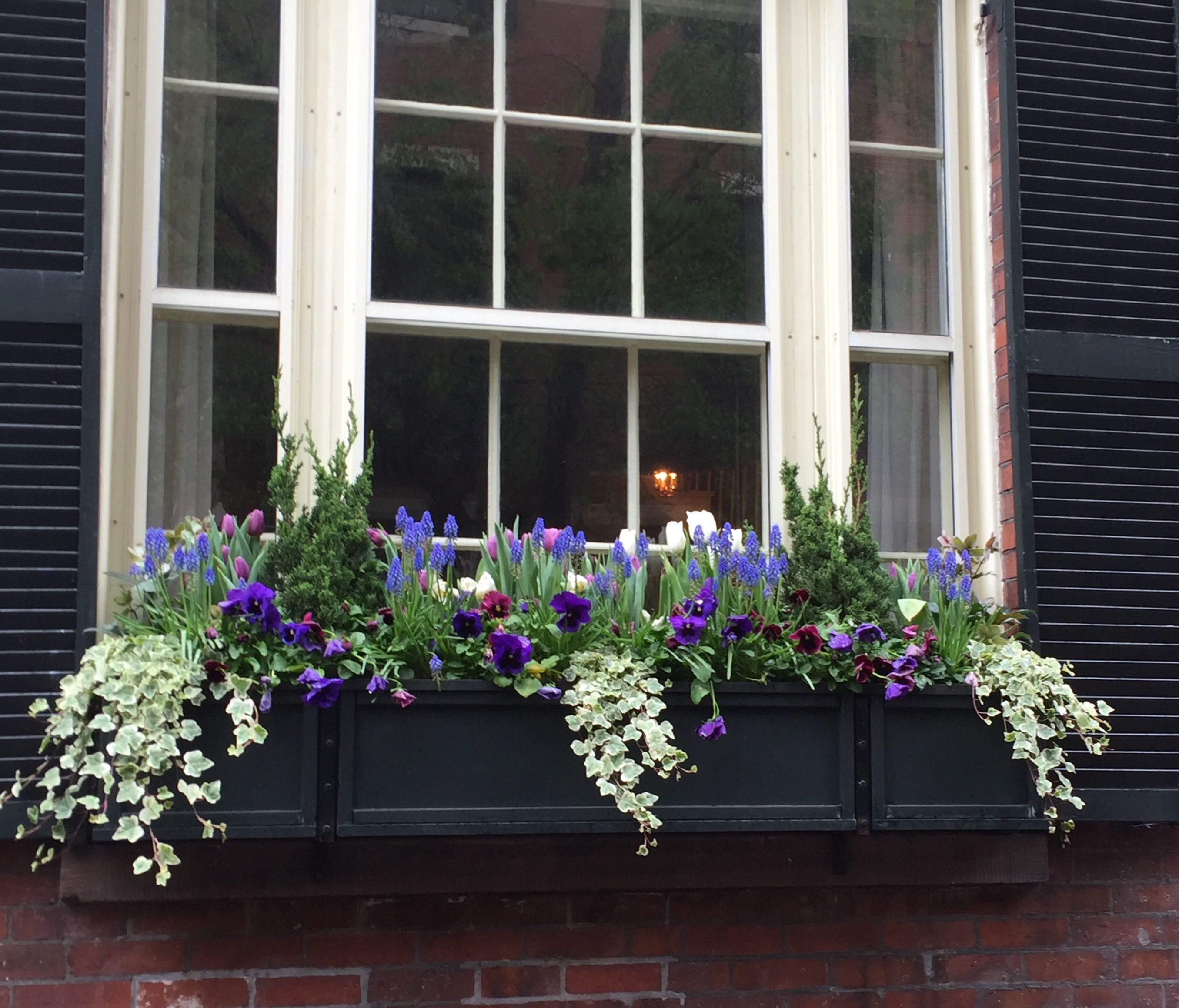 Your Window Boxes Window Box Flowers