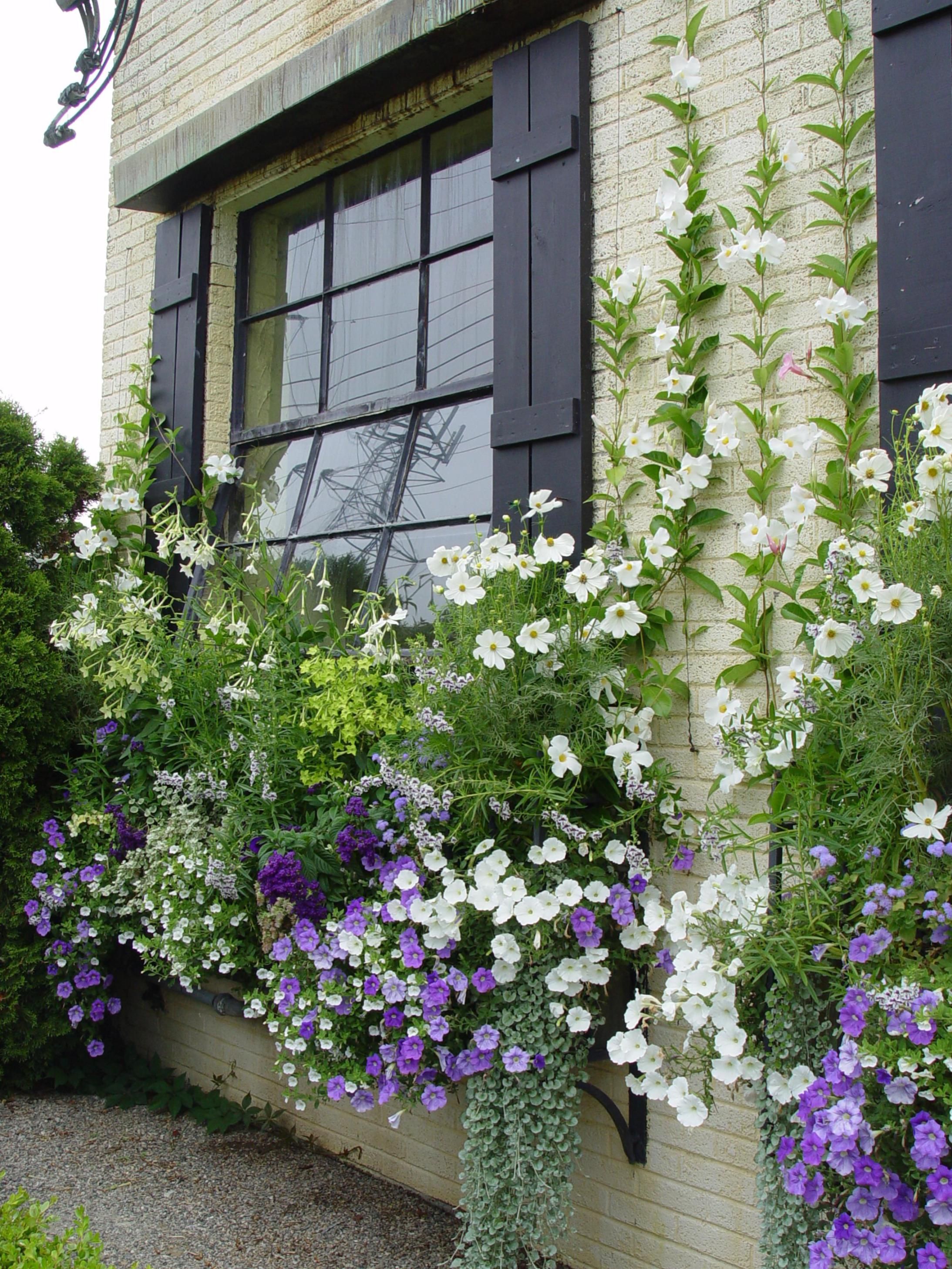 Your Window Boxes Window Box Flowers