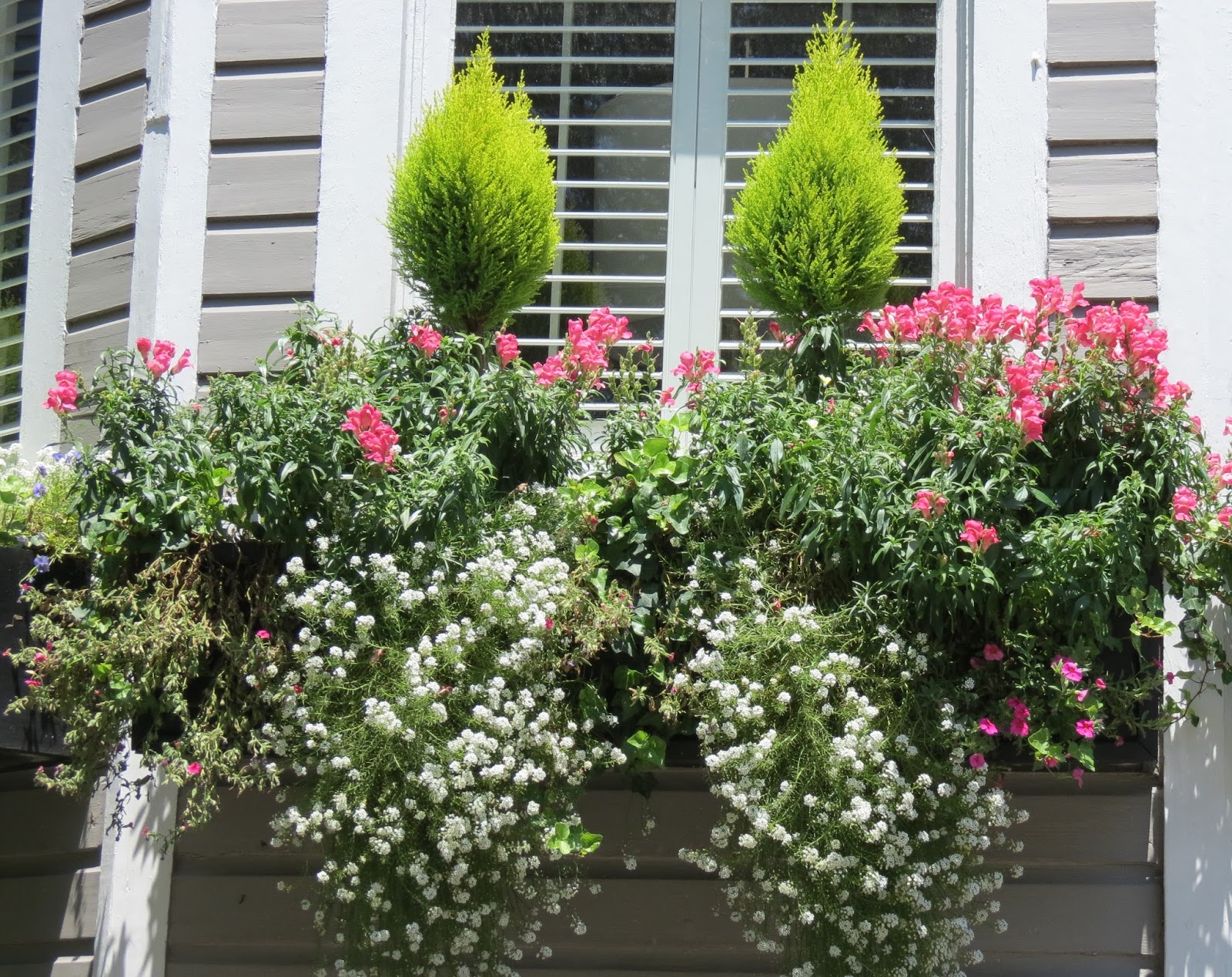 Flowering Window Box Ideas