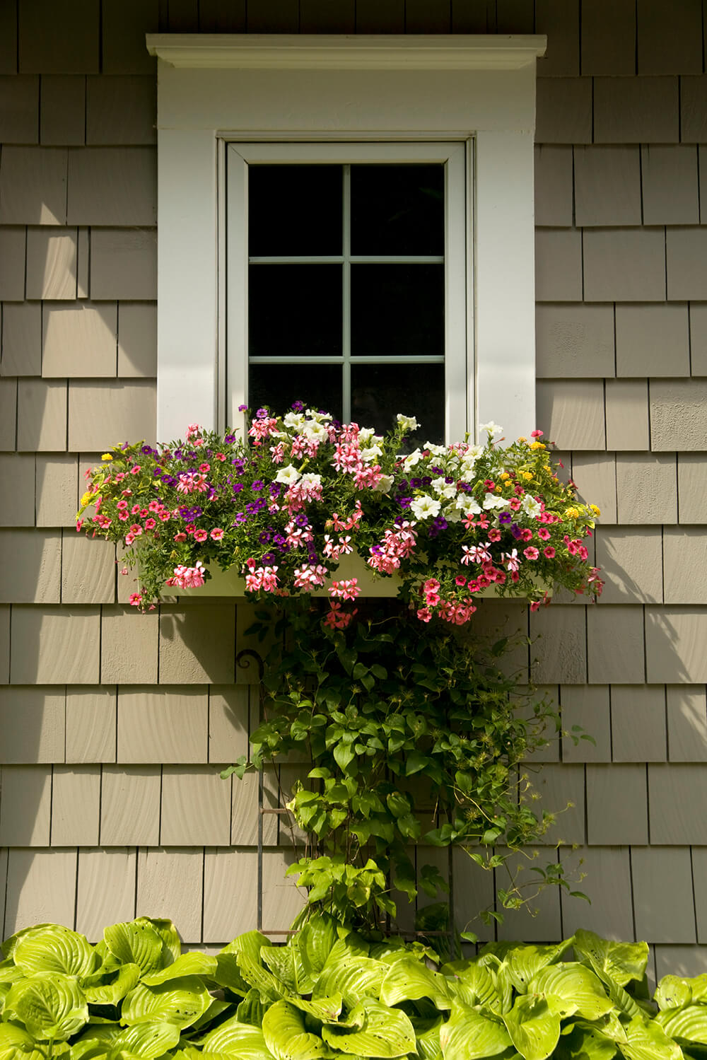 Many Beautiful Window Boxes