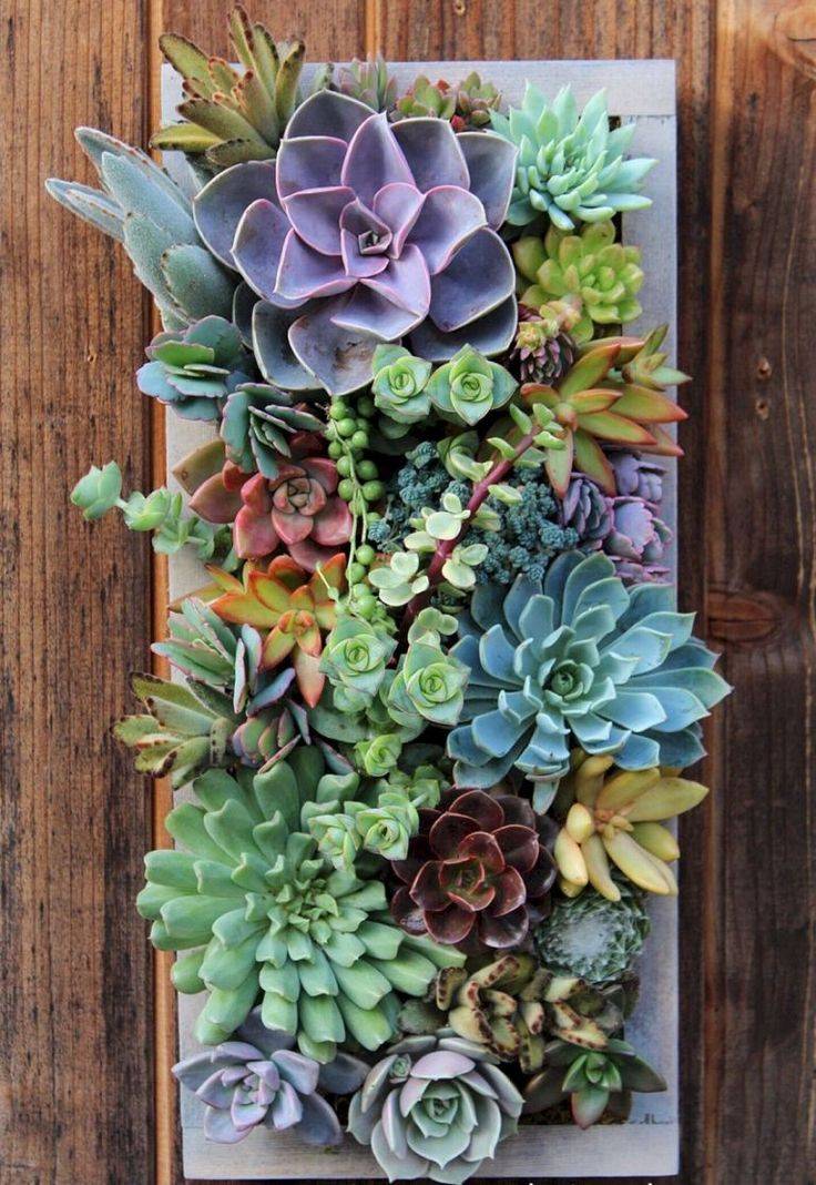 Also Lovely Succulent Wall Art