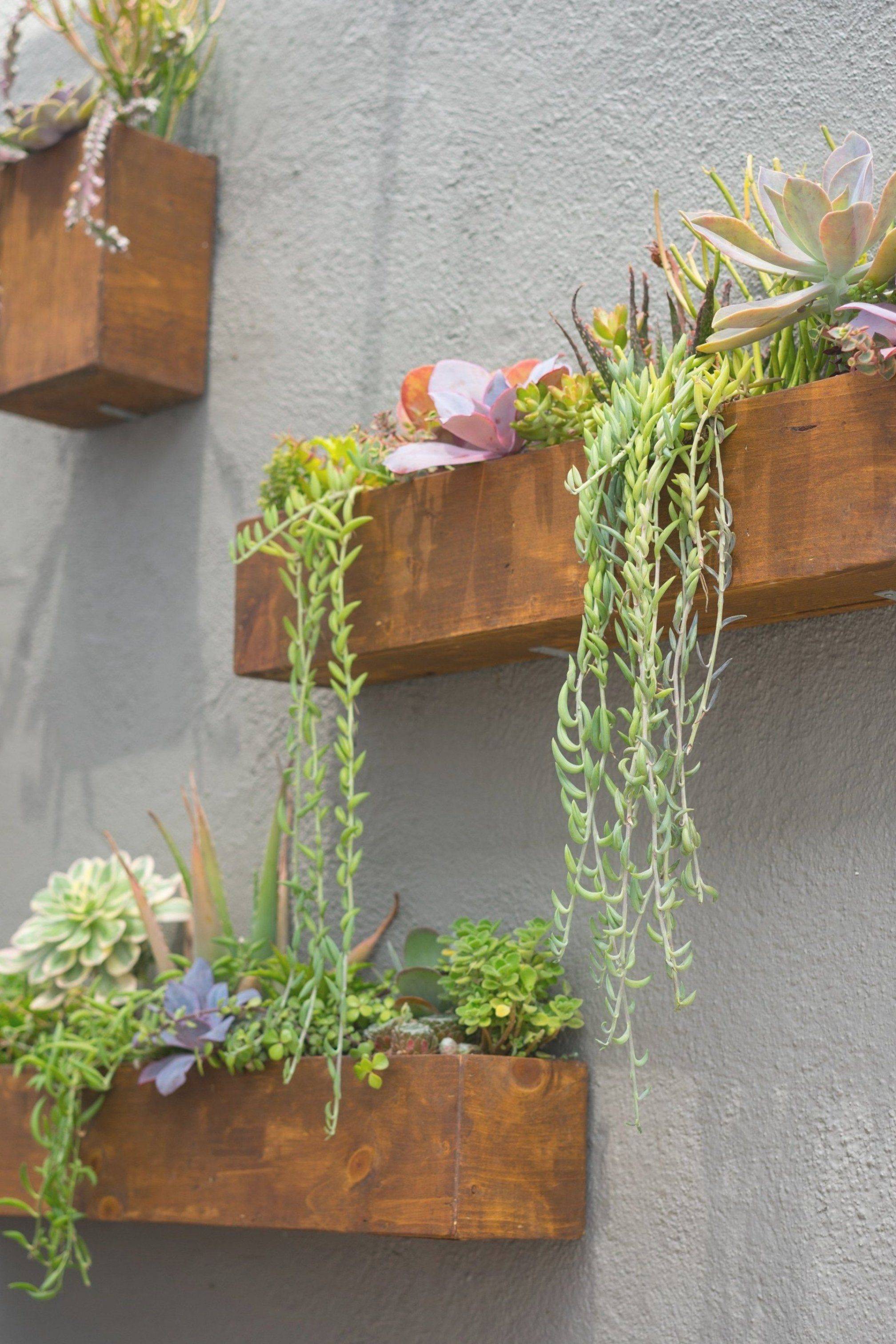 14 Succulent Wall Garden Ideas You Must Look SharonSable