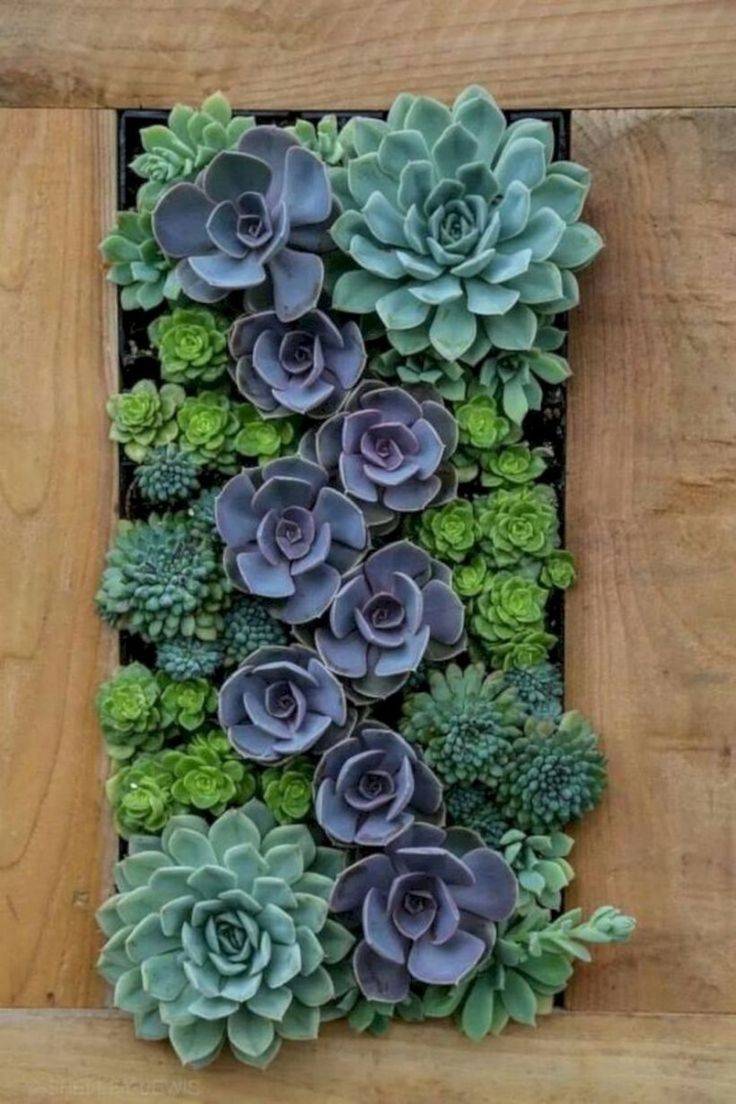 Wonderful Diy Succulent Wall Art