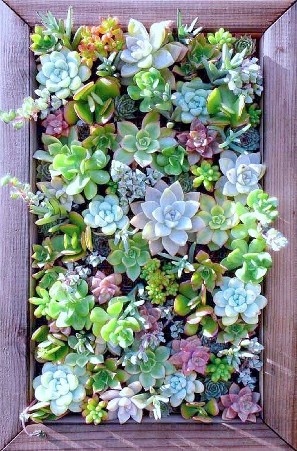 Charming Succulent Indoor Garden Ideas