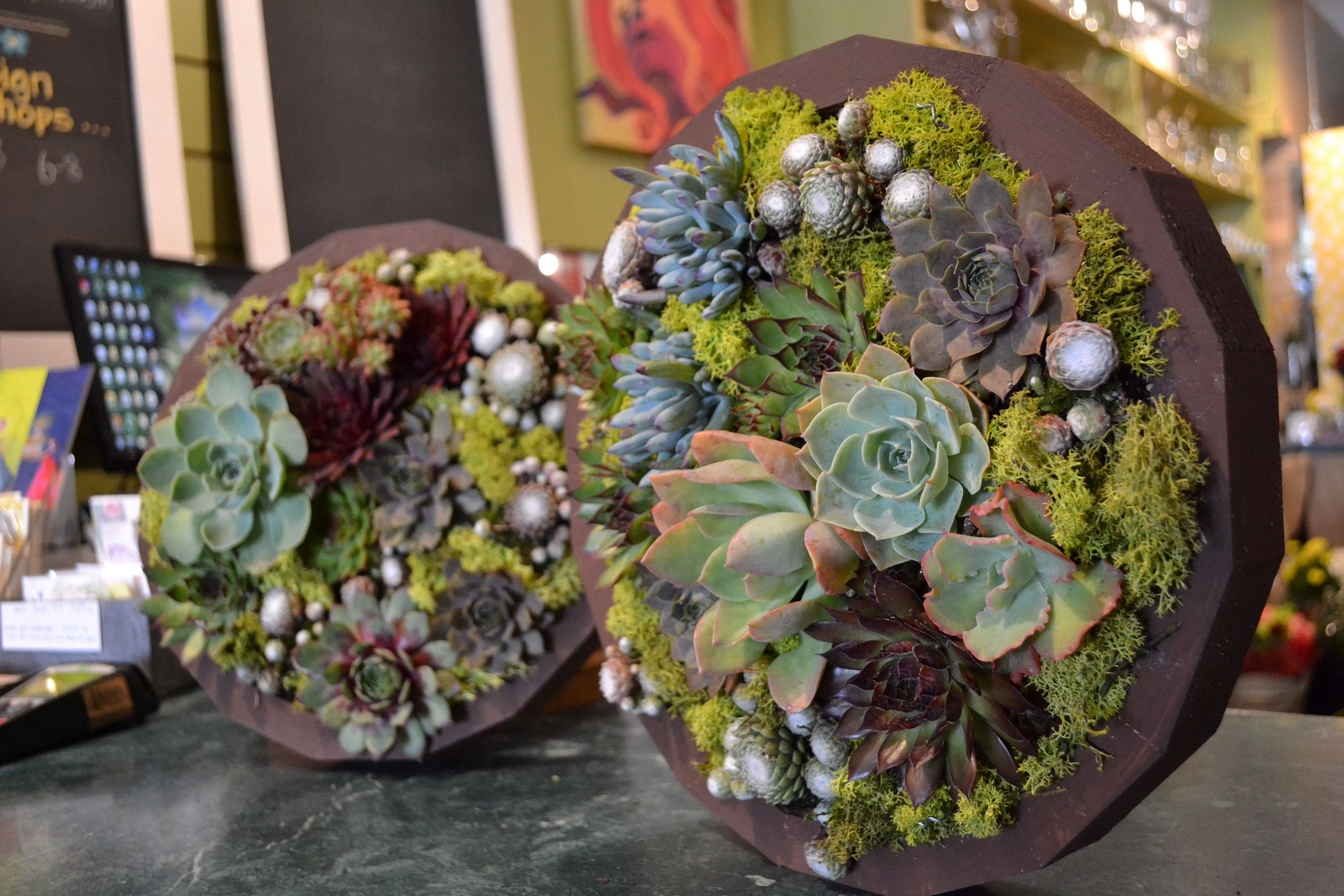 Succulent Wall Garden Ideas Jihanshanum