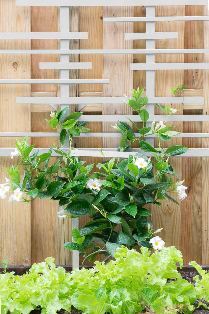 A Modern Diy Garden Trellis