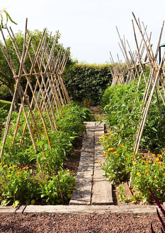 Backyard Grape Trellis