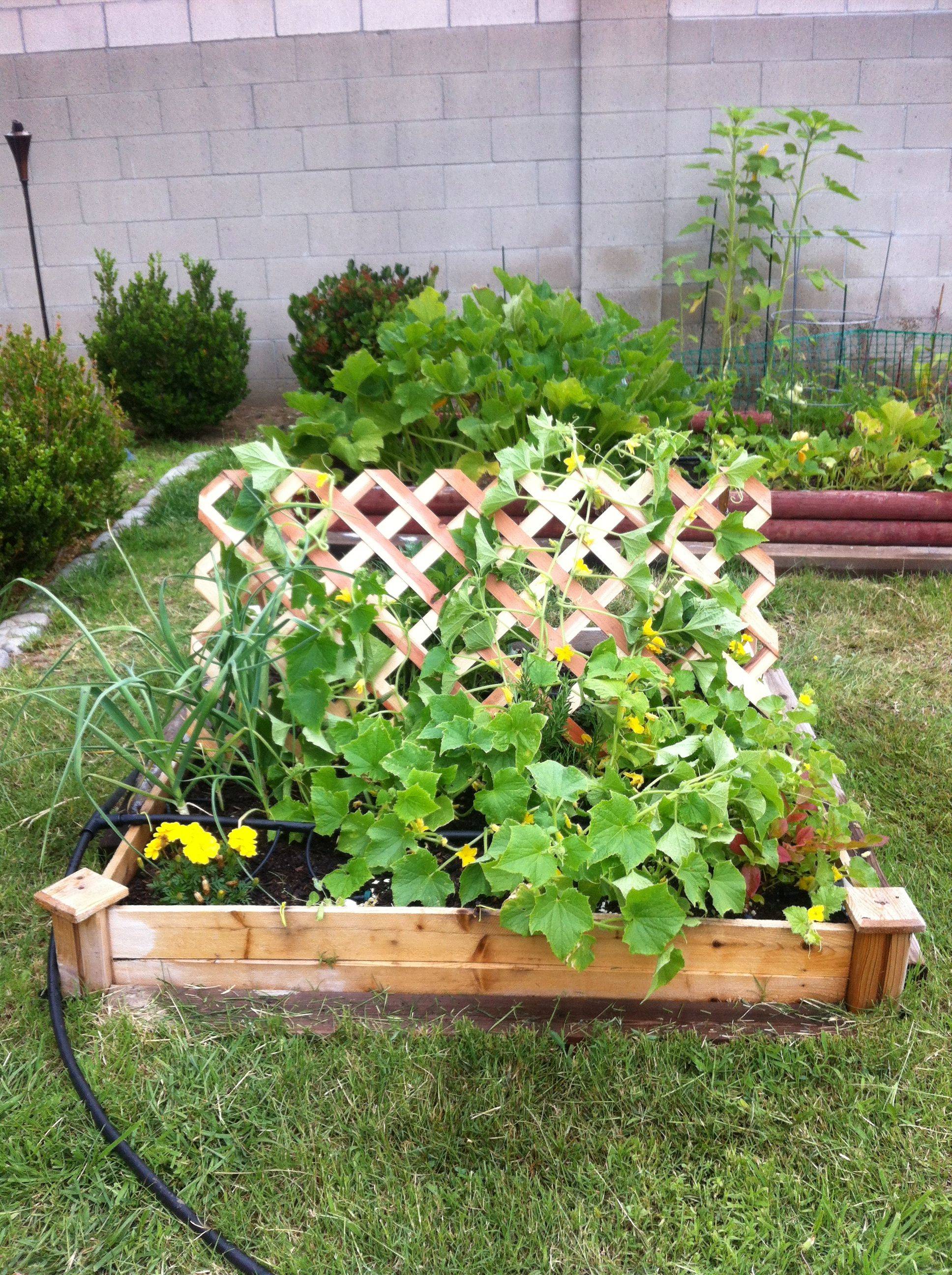 Easy Diy Cucumber Trellis Ideas