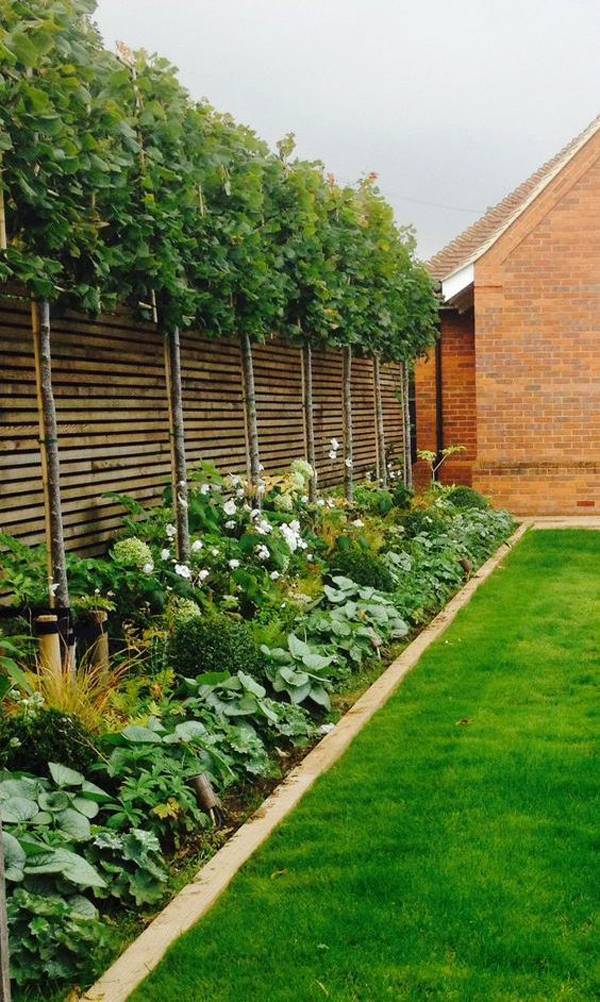 Backyard Privacy Fence Landscaping Ideas