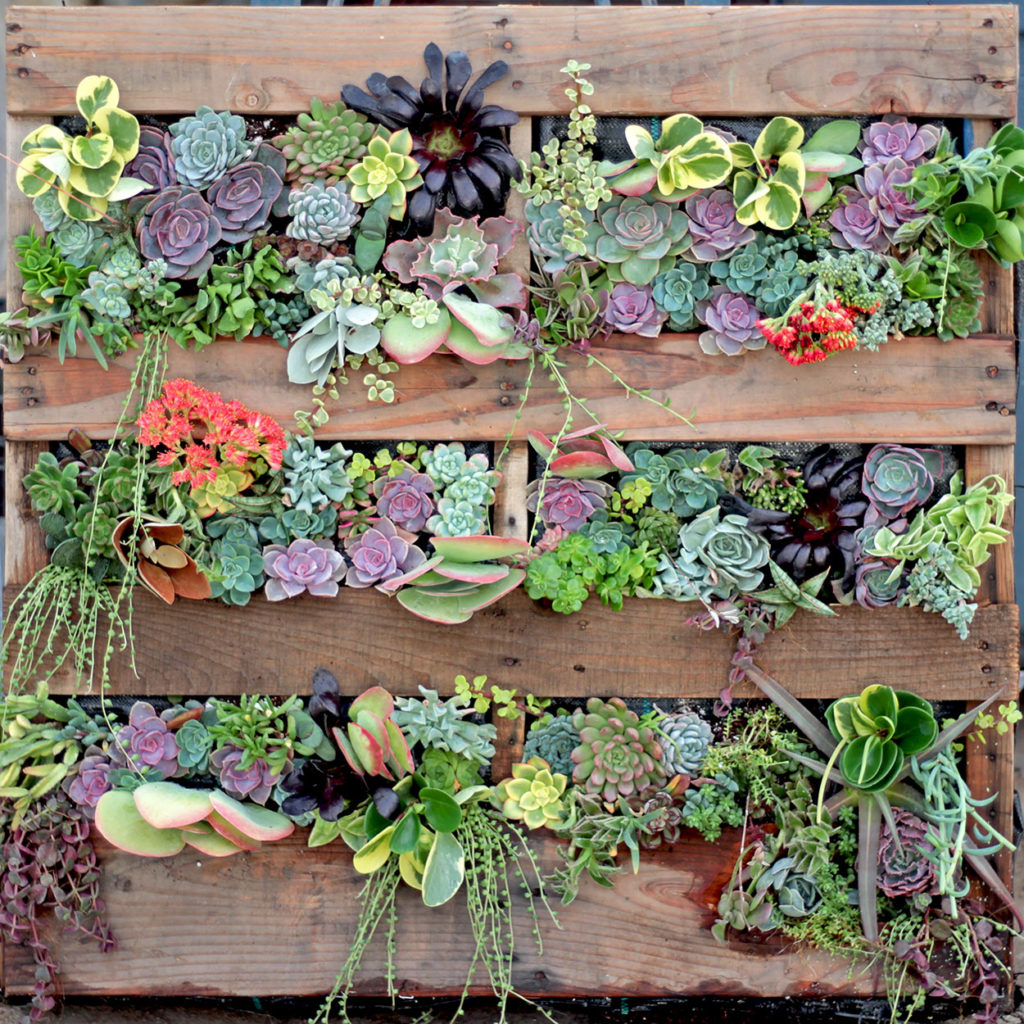 Best Diy Vertical Succulent Garden Ideas