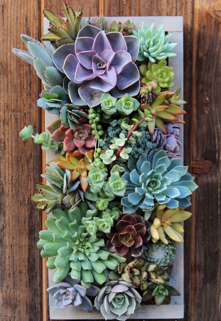 Diy Vertical Succulent Garden