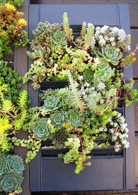 Diy Vertical Succulent Garden