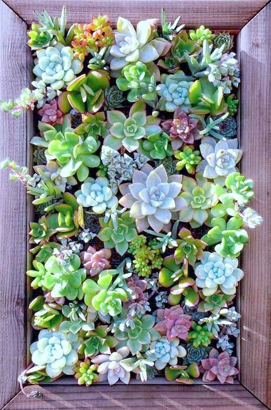 Verticalgarden Succulents