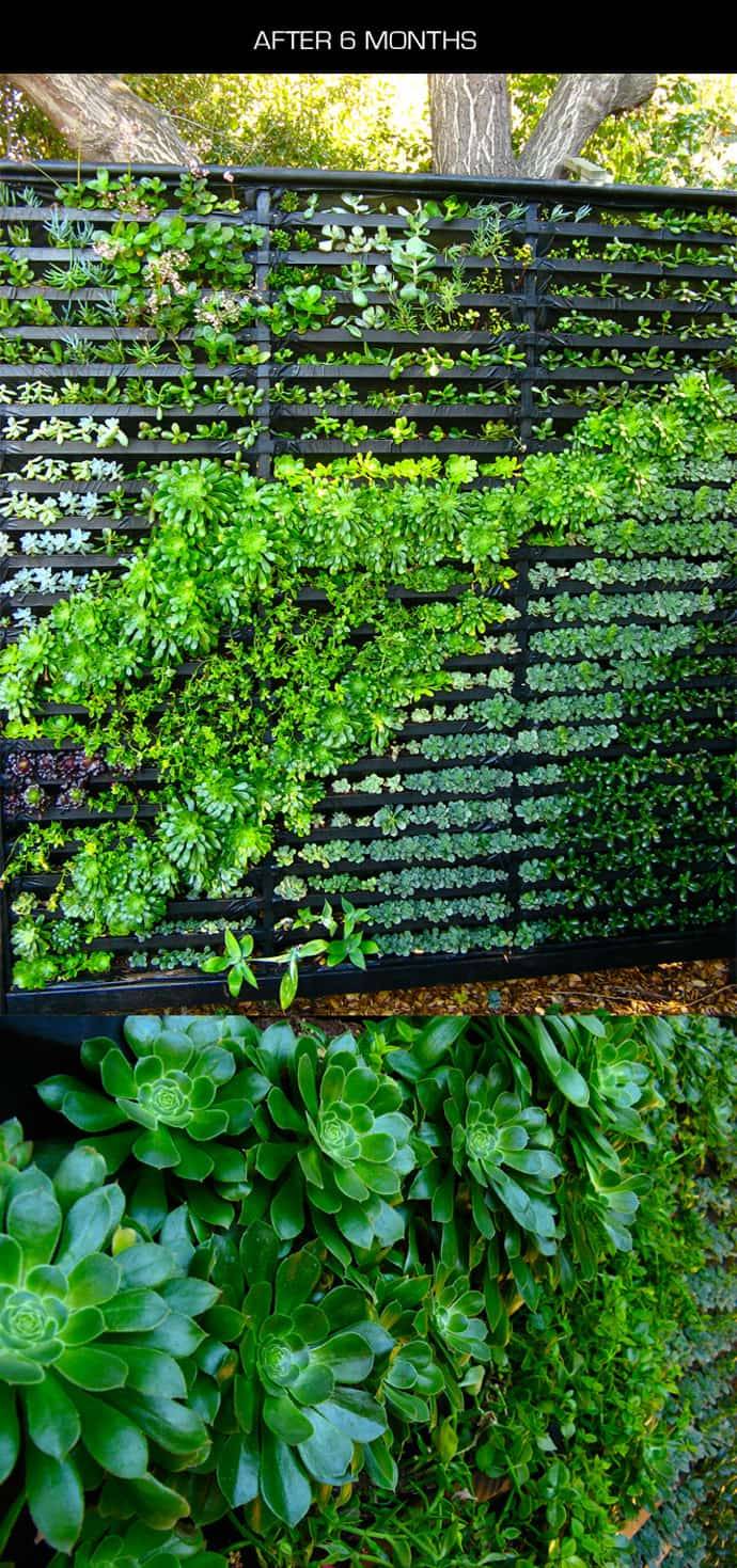 Indoor Living Wall Planter Love