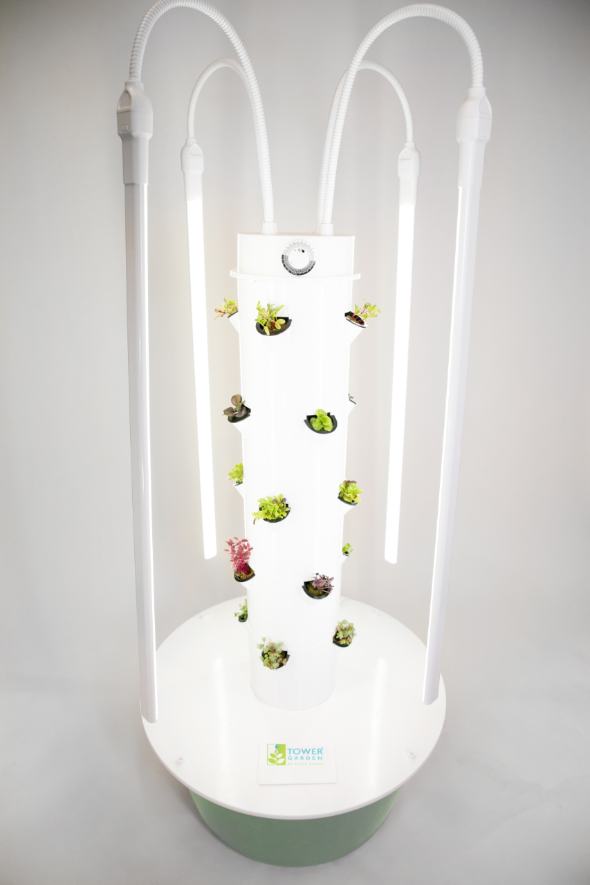 A Beautiful Small Space Garden