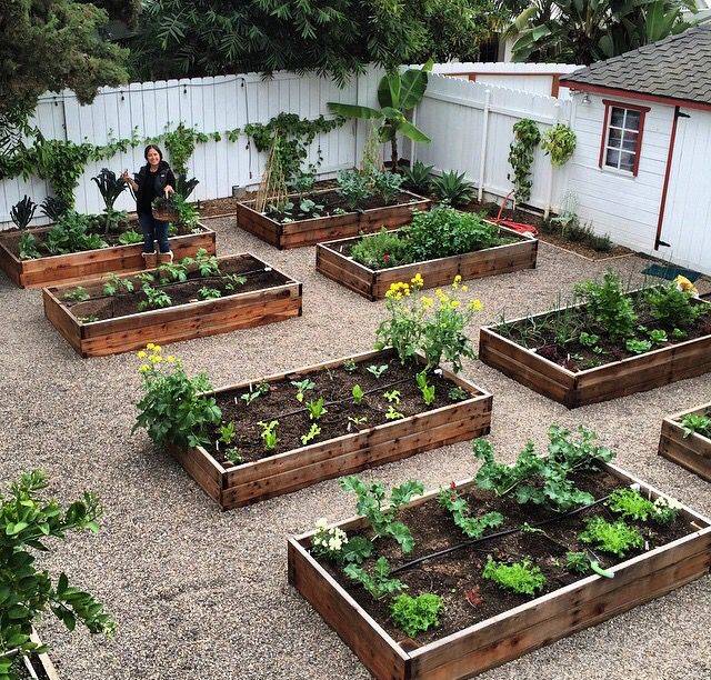 Today Vegetable Garden