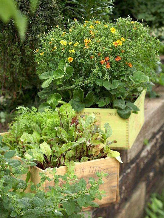 Growing Veggies