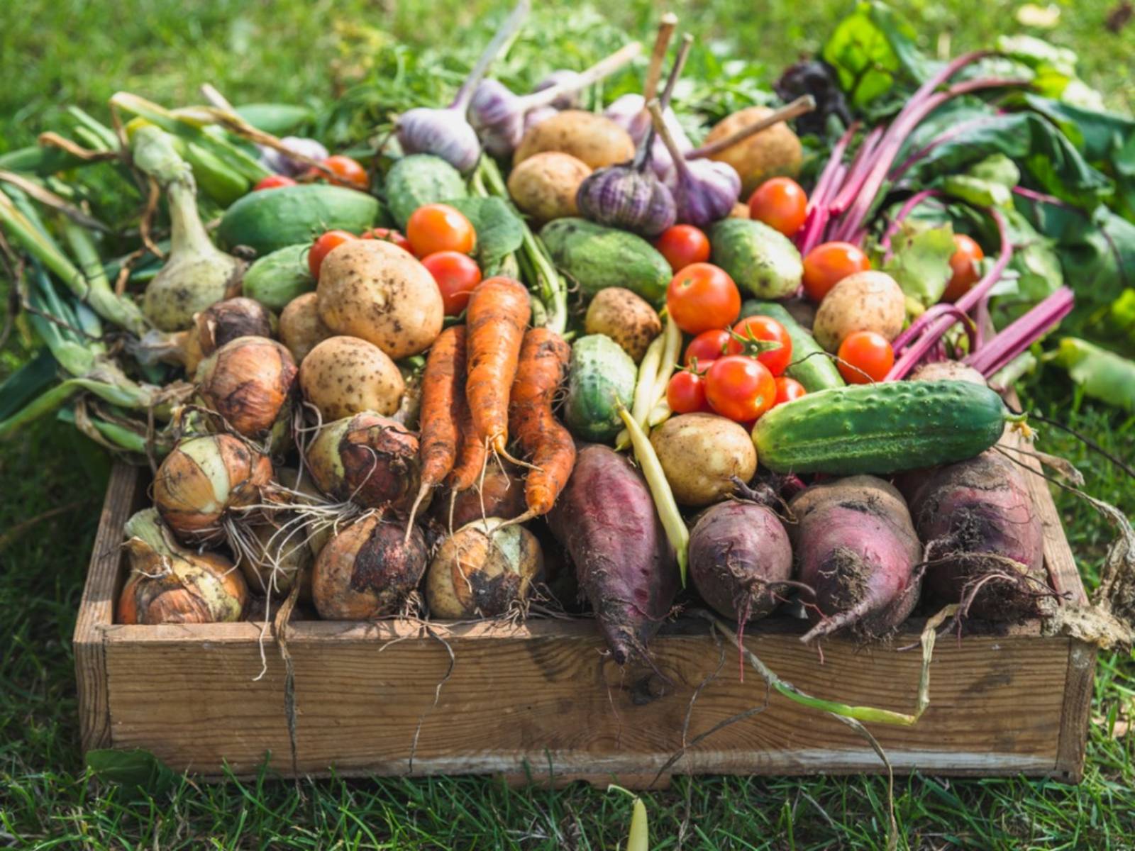 Affordable Backyard Vegetable Garden Designs Ideas Roundecor
