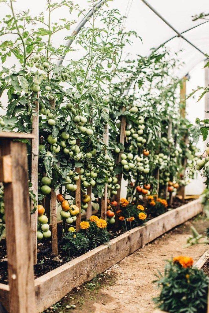 A Family Vegetable Garden