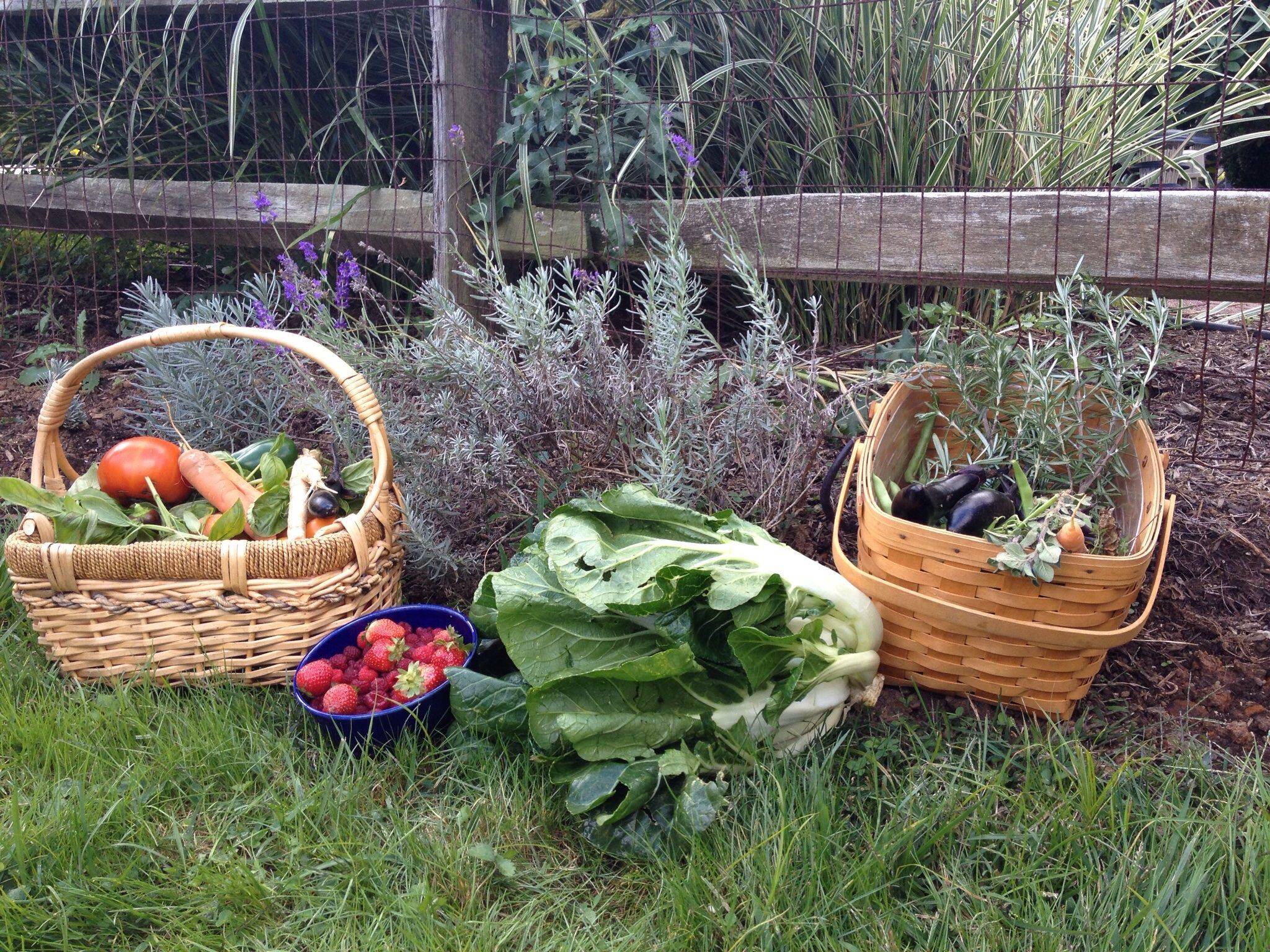 A Vegetable Garden