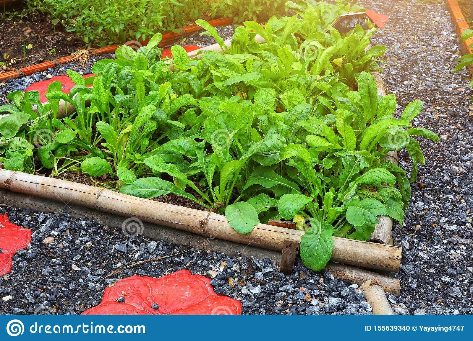 Vegetable Container Gardening