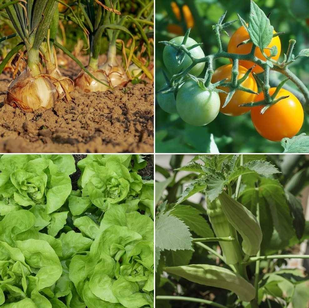 Vegetable Gardening Tips
