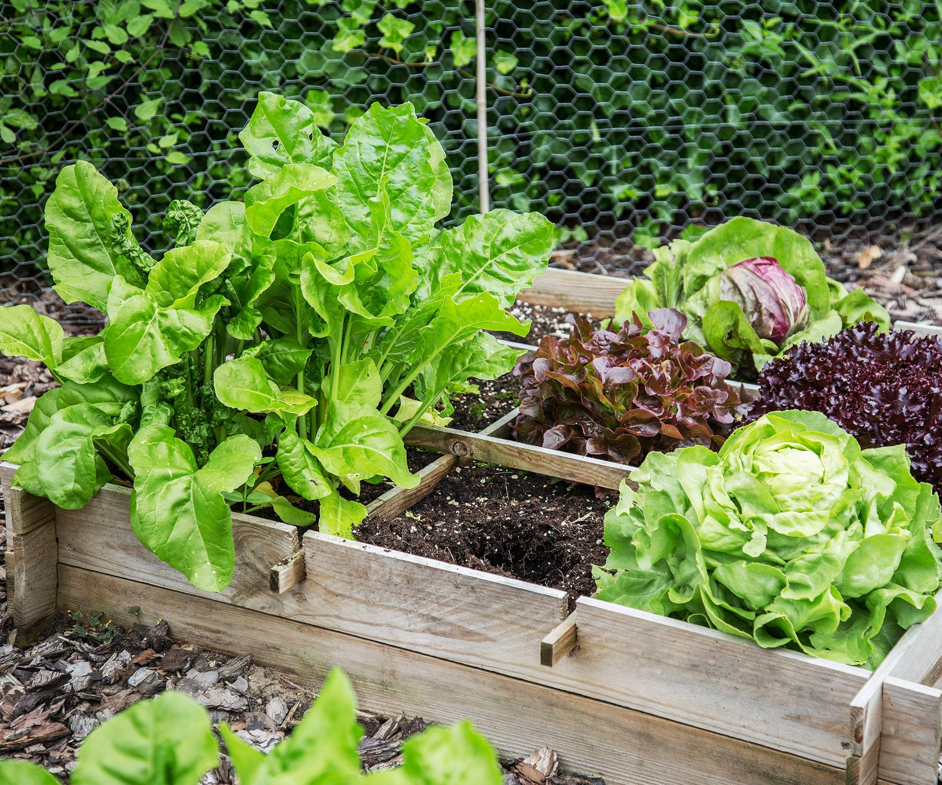 A High Yield Gardening Vegetable Gardening Tips