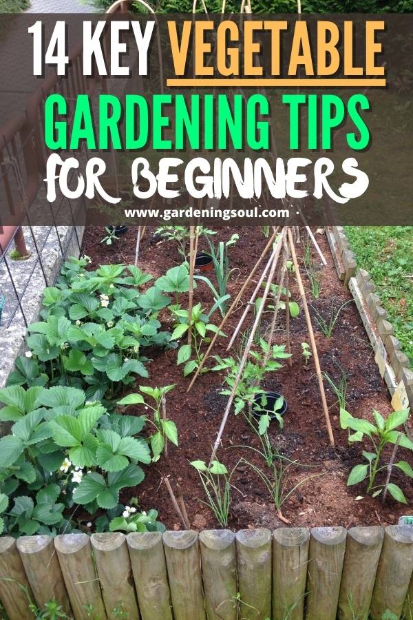 Backyard Vegetable Garden Backyard Vegetable Gardens