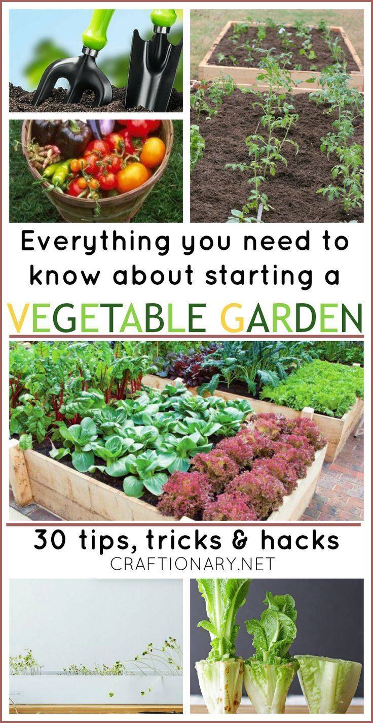 Productive Vegetable Gardening Tips